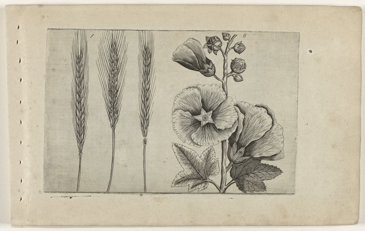 Rogge en stokroos Zambakları bilin (dizi adı) by Crispijn van de Passe (I) (attributed to)