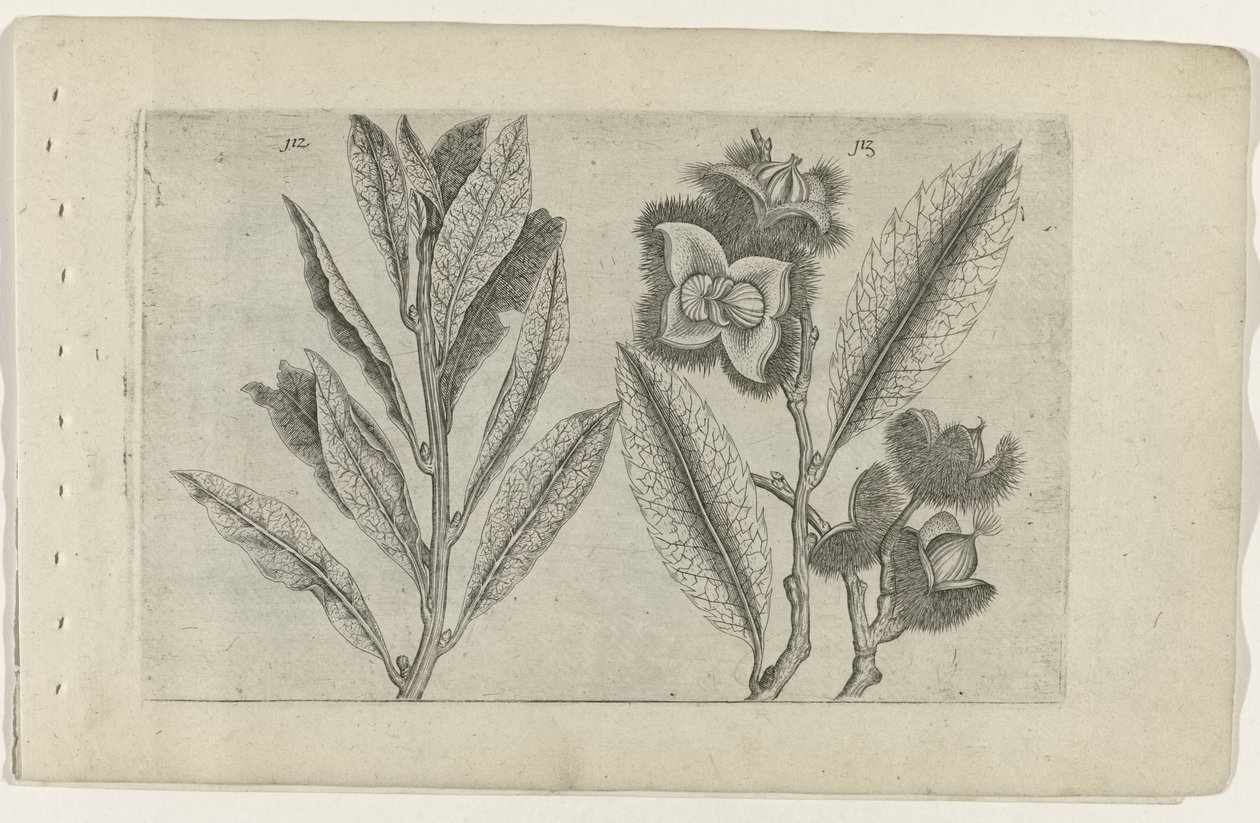Salie en tamme kastanje Zambakları bilin (dizi adı) by Crispijn van de Passe (I) (attributed to)