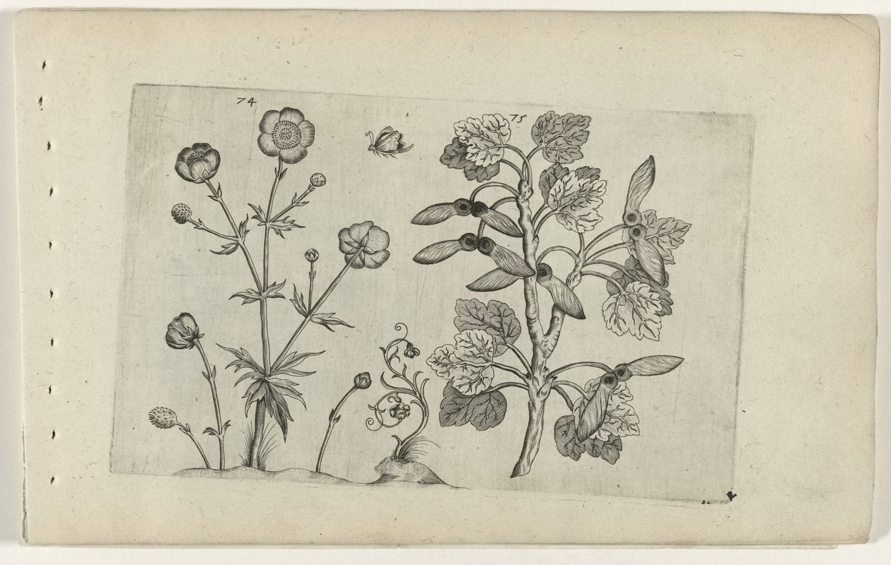 Keskin düğün çiçeği ve tarla akçaağaç Cognoscite lilia (dizi adı) by Crispijn van de Passe (I) (attributed to)