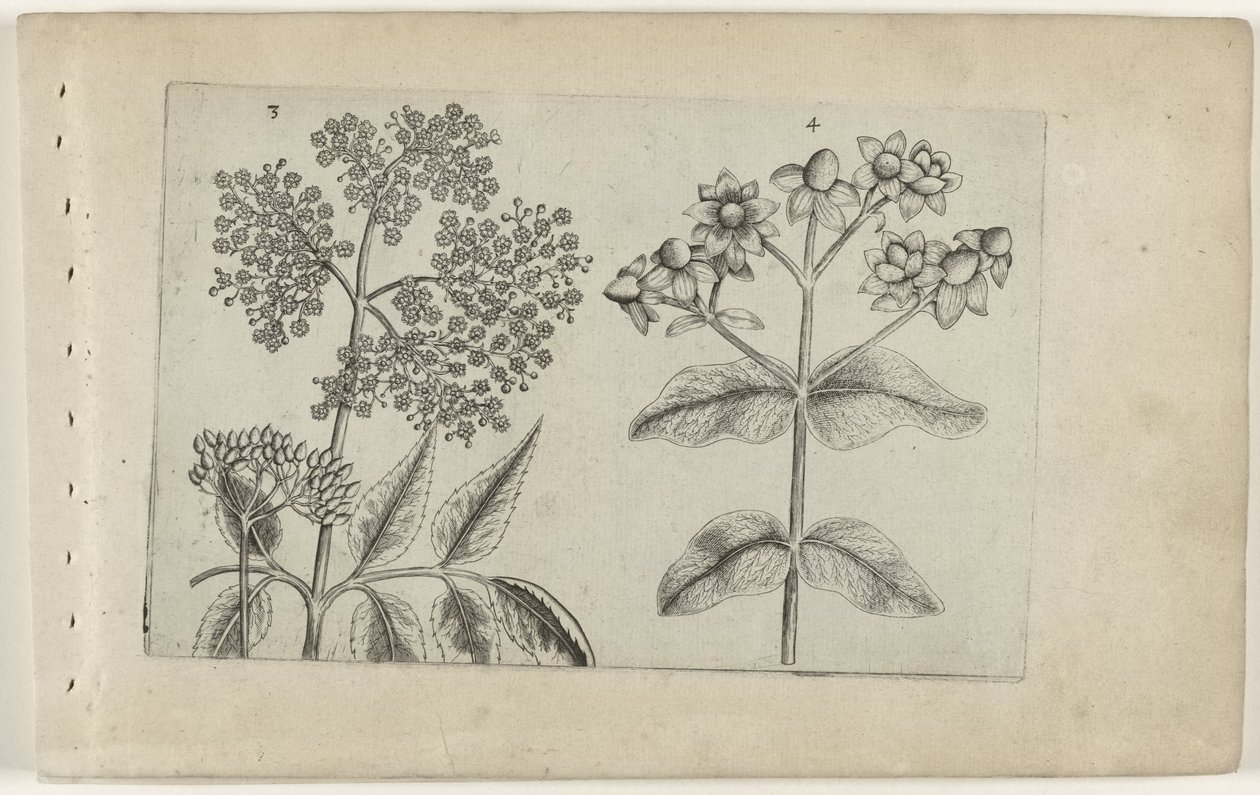 erkek kanayan Zambakları bilin (dizi adı) by Crispijn van de Passe (I) (attributed to)
