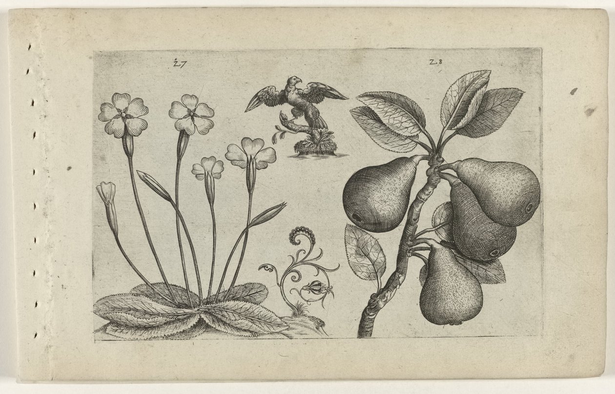Sleutelbloem ve akran Zambakları bilin (dizi adı) by Crispijn van de Passe (I) (attributed to)