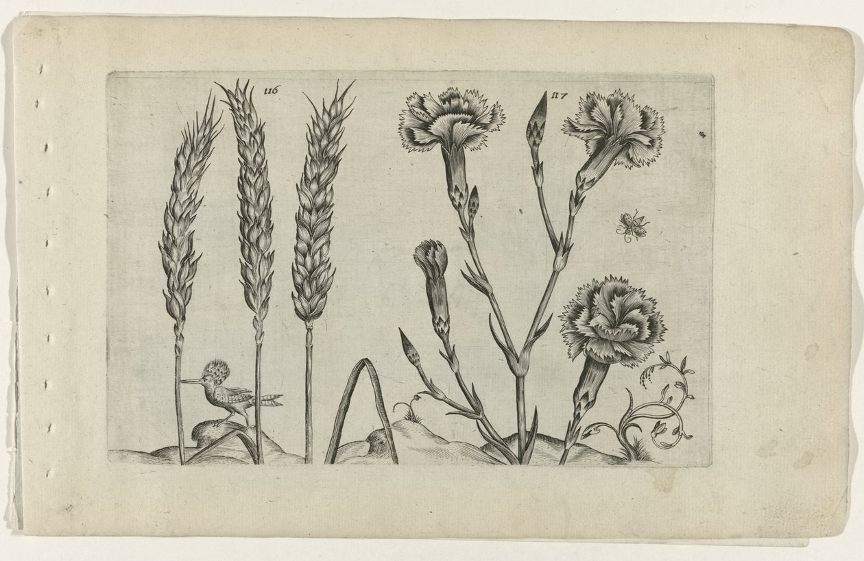 Tarwe en tuinanjer Zambakları bilin (dizi adı) by Crispijn van de Passe (I) (attributed to)