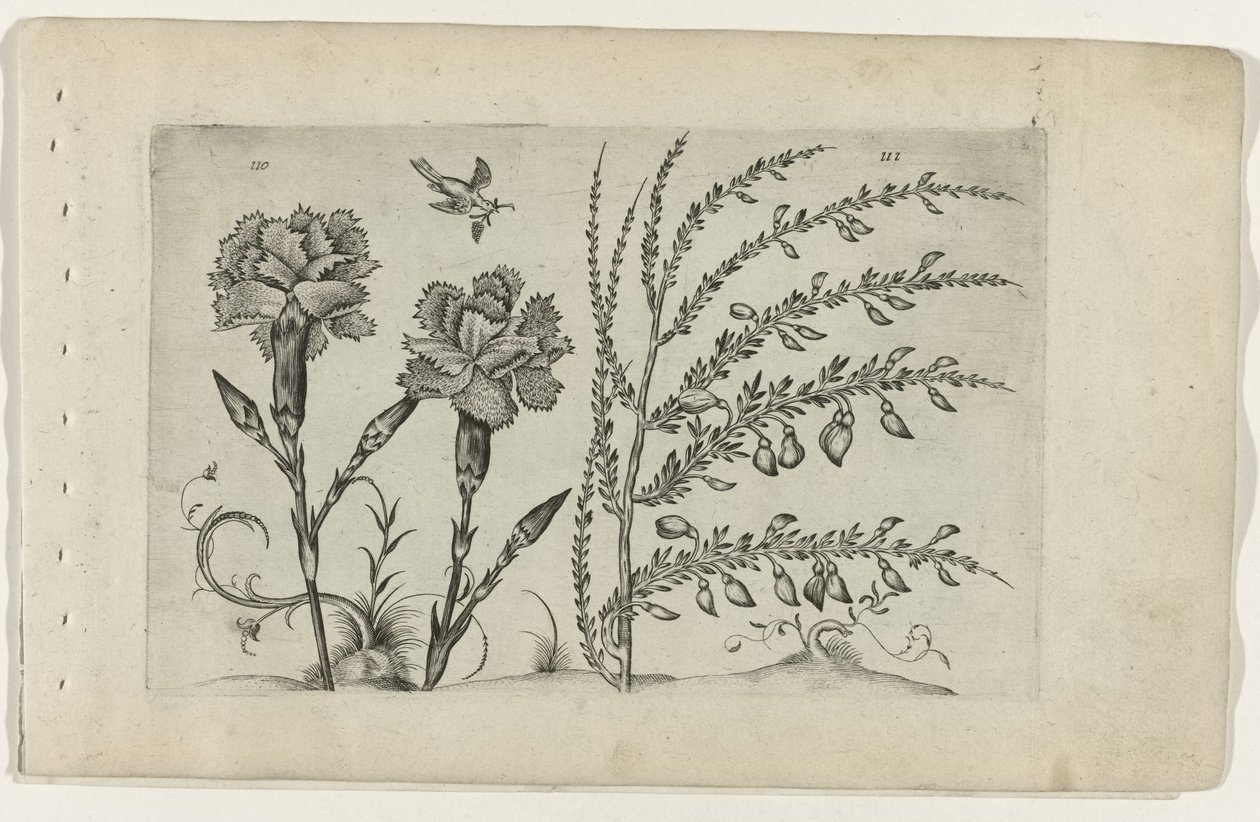 Tuinanjer en brem Zambakları bilin (dizi adı) by Crispijn van de Passe (I) (attributed to)