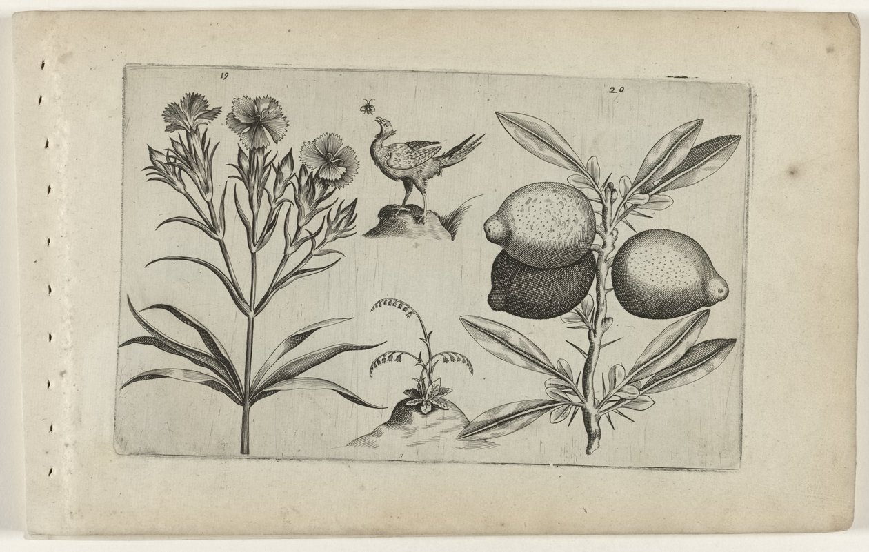Tuinanjer en citroen Zambakları bilin (dizi adı) by Crispijn van de Passe (I) (attributed to)