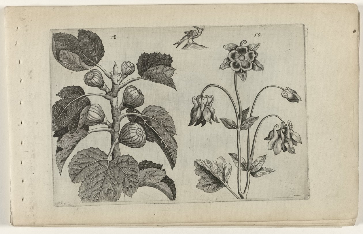 İncir ağacı ve yabani kumru Cognoscite lilia (dizi adı) by Crispijn van de Passe (I) (attributed to)