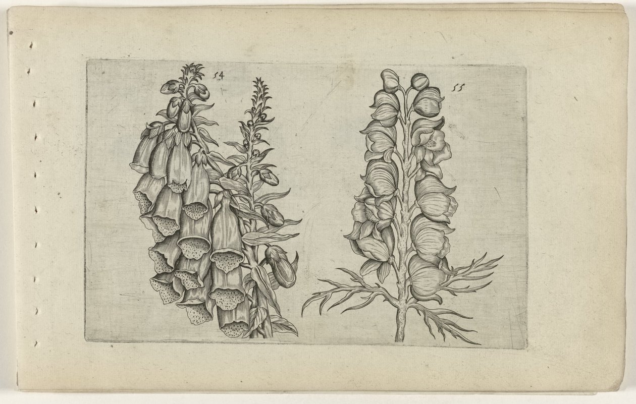 Foxglove ve mavi keşiş Cognoscite lilia (seri başlığı) by Crispijn van de Passe (I) (attributed to)