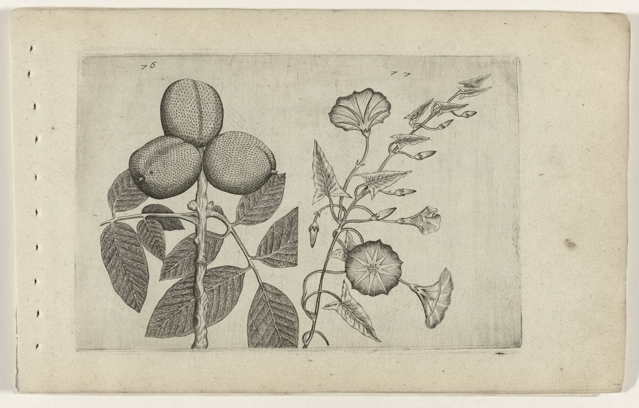 Walnootboom en akkerwinde Zambakları bilin (dizi adı) by Crispijn van de Passe (I) (attributed to)