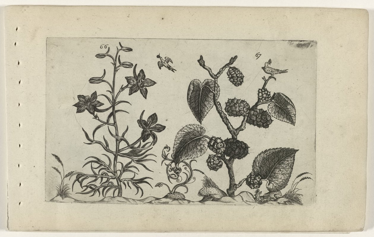 Yabani delphinium ve kara dut Cognoscite lilia (dizi adı) by Crispijn van de Passe (I) (attributed to)