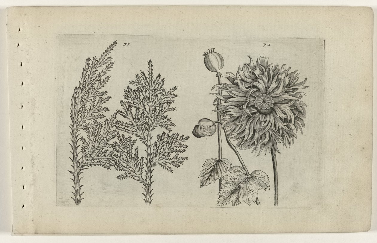 Yedi ağaç ve uyku topu Cognoscite lilia (dizi adı) by Crispijn van de Passe (I) (attributed to)