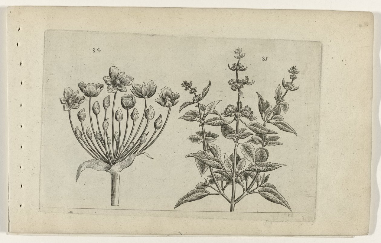 Kuğu çiçeği ve küçük çiçekli adaçayı Cognoscite lilia (dizi adı) by Crispijn van de Passe (I) (attributed to)