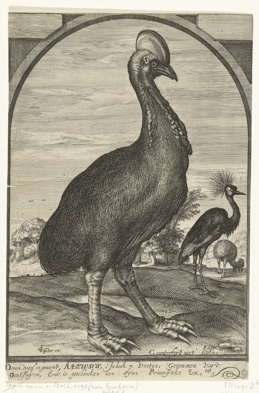 Willem Jacobsz tarafından getirilen Cassowary. Doğu Hint Adaları'ndan ve Prens Maurits'e verildi, 1614 by Crispijn van den Queborn (attributed to)