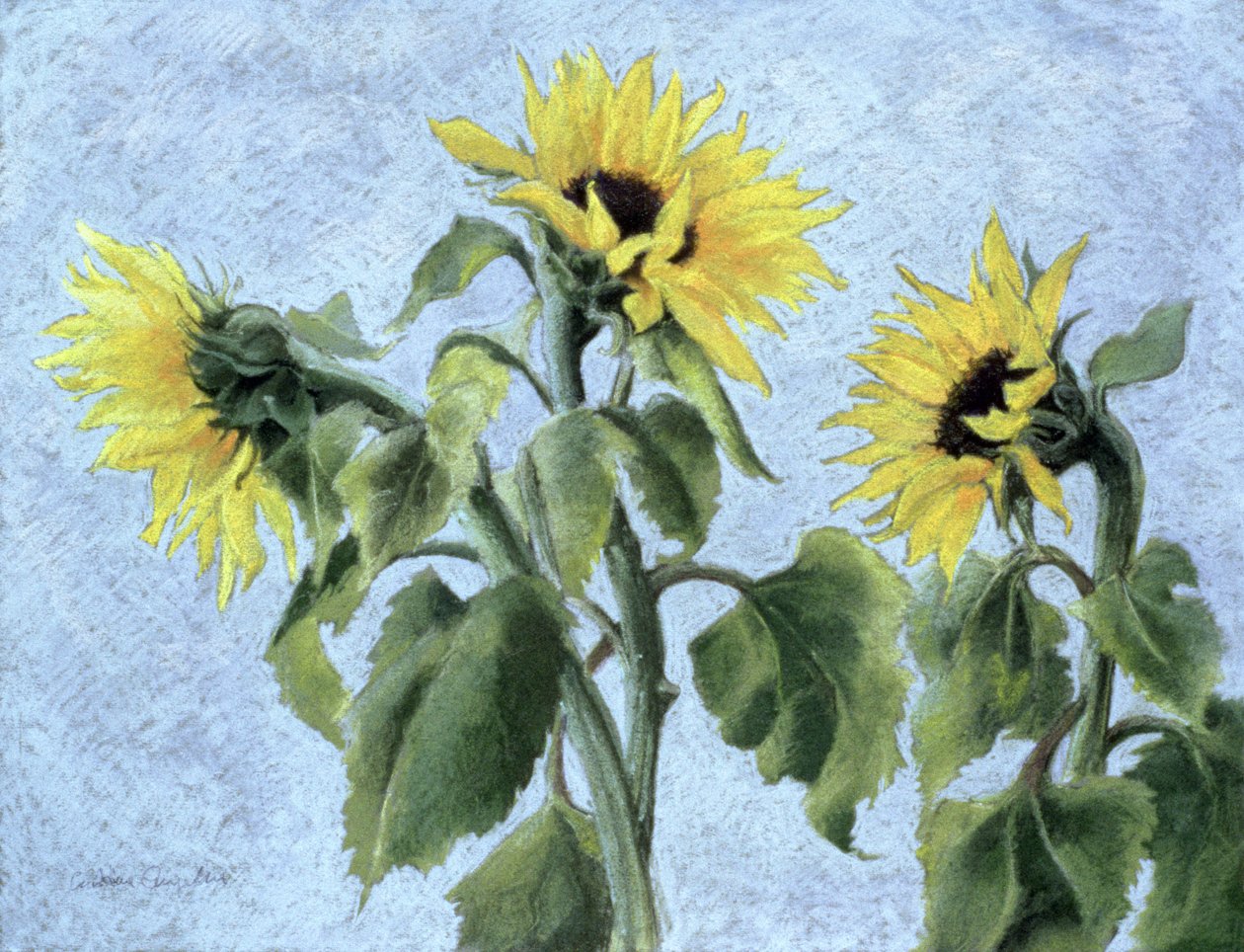 Ayçiçekleri, 1996 (pastel) by Cristiana Angelini
