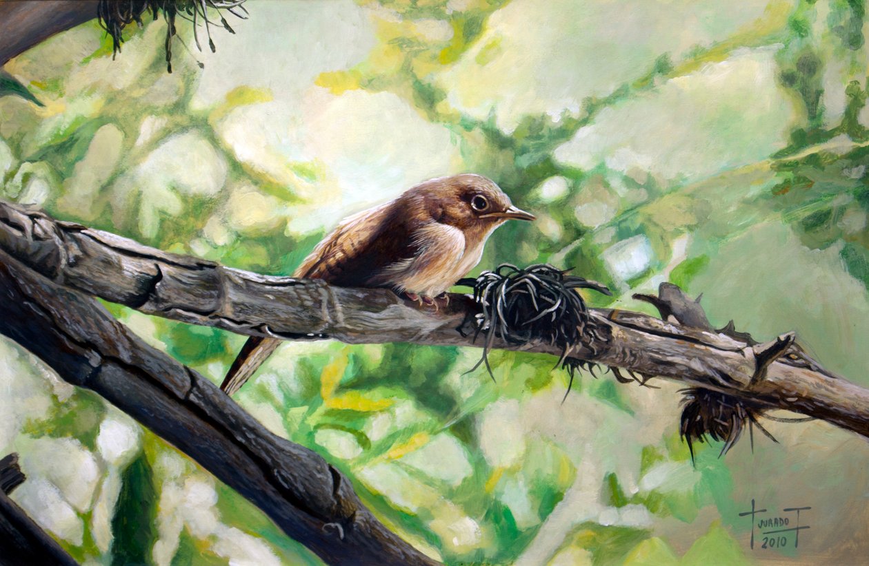 House Wren, Harmonious Singing, 2010 (kağıt üzerinde akrilik) by Cruz Jurado Traverso