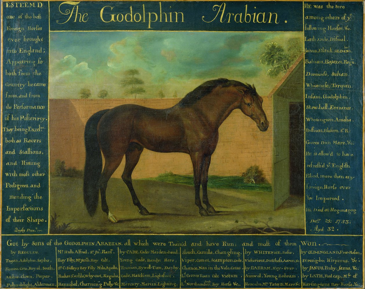 Godolphin Arabian by D. Quigley