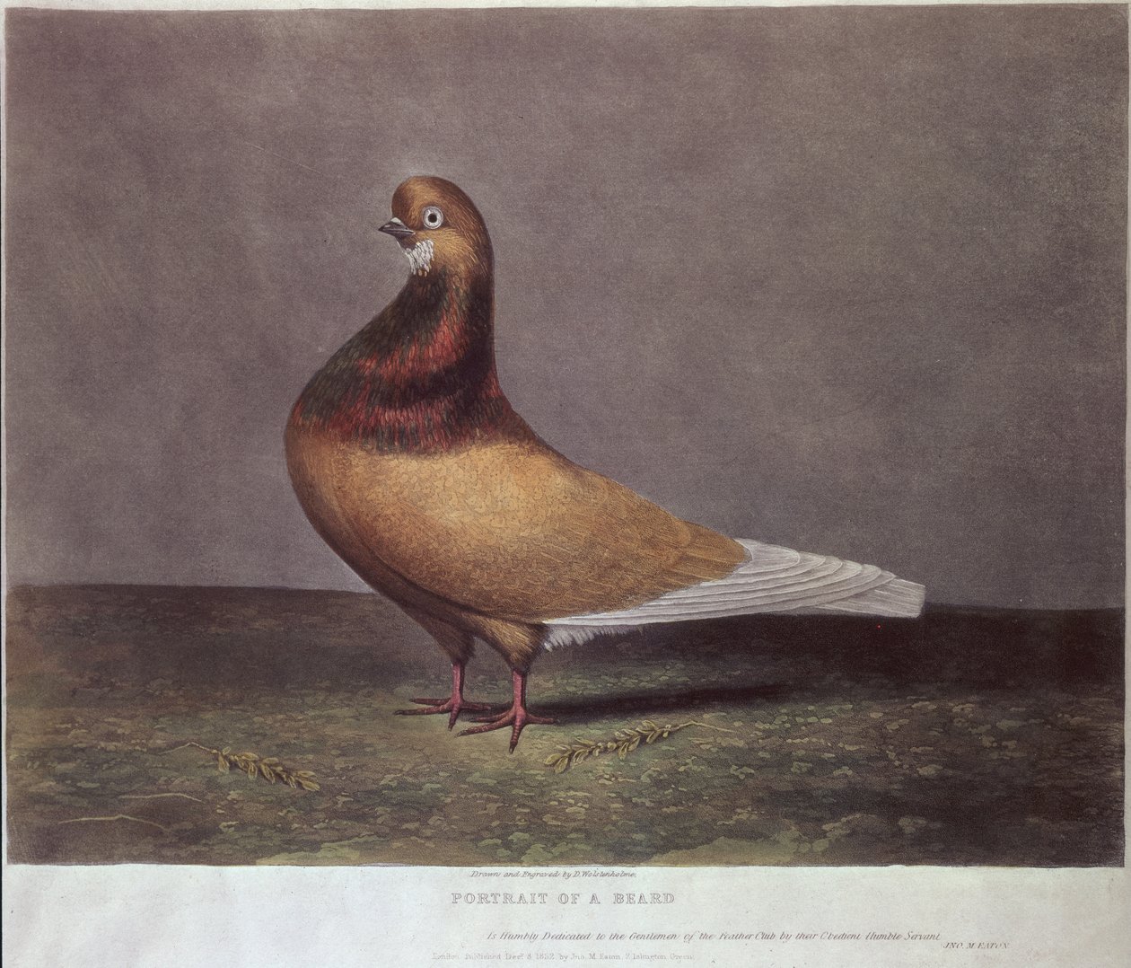 Sakallı Güvercin Portresi by D. Wolsenholme