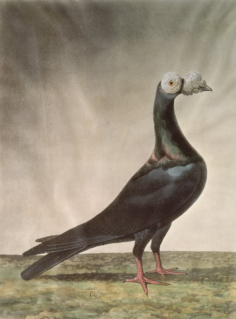 Portrait of a Carrier Pigeon  by D. Wolsenholme