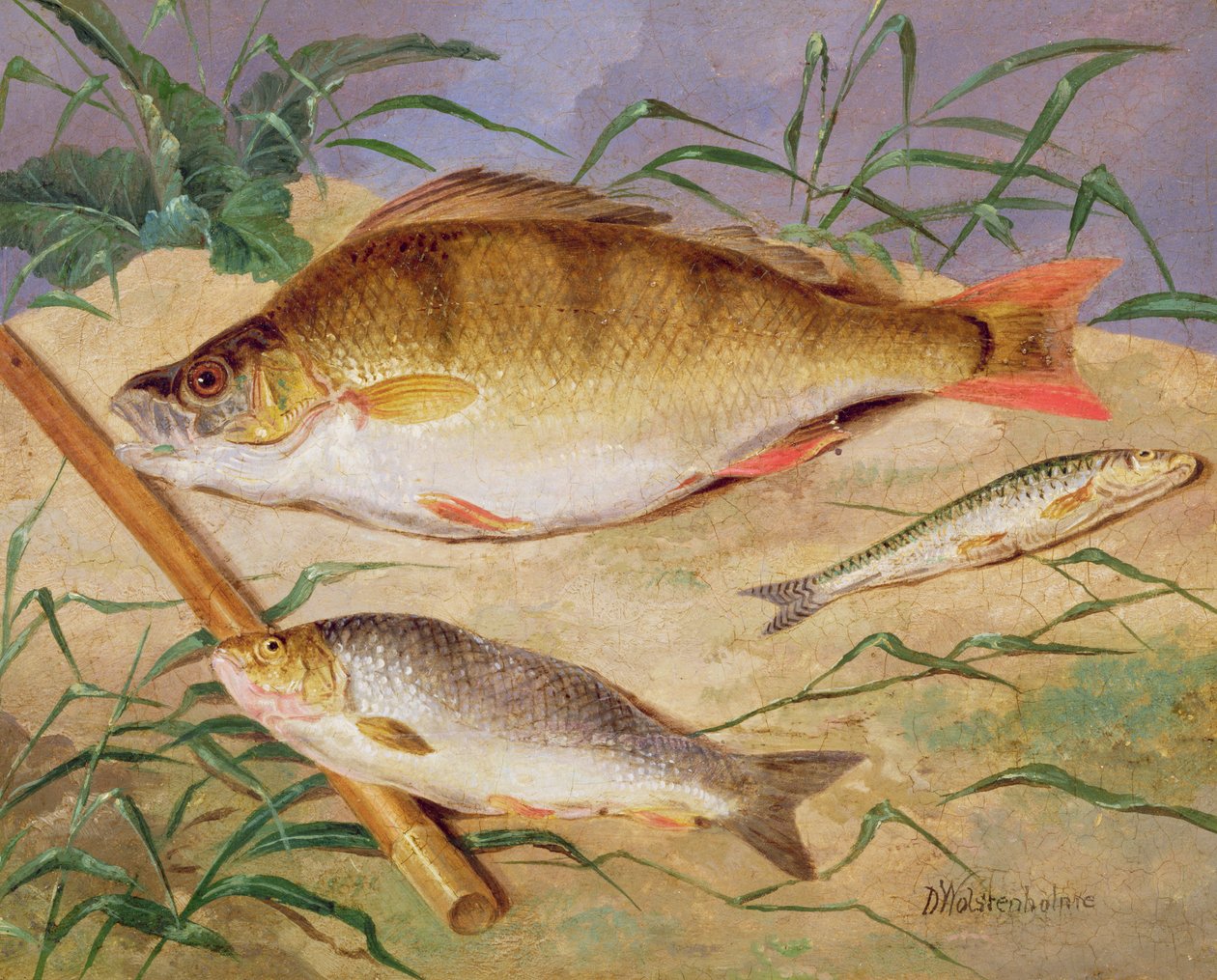 Bir Angler