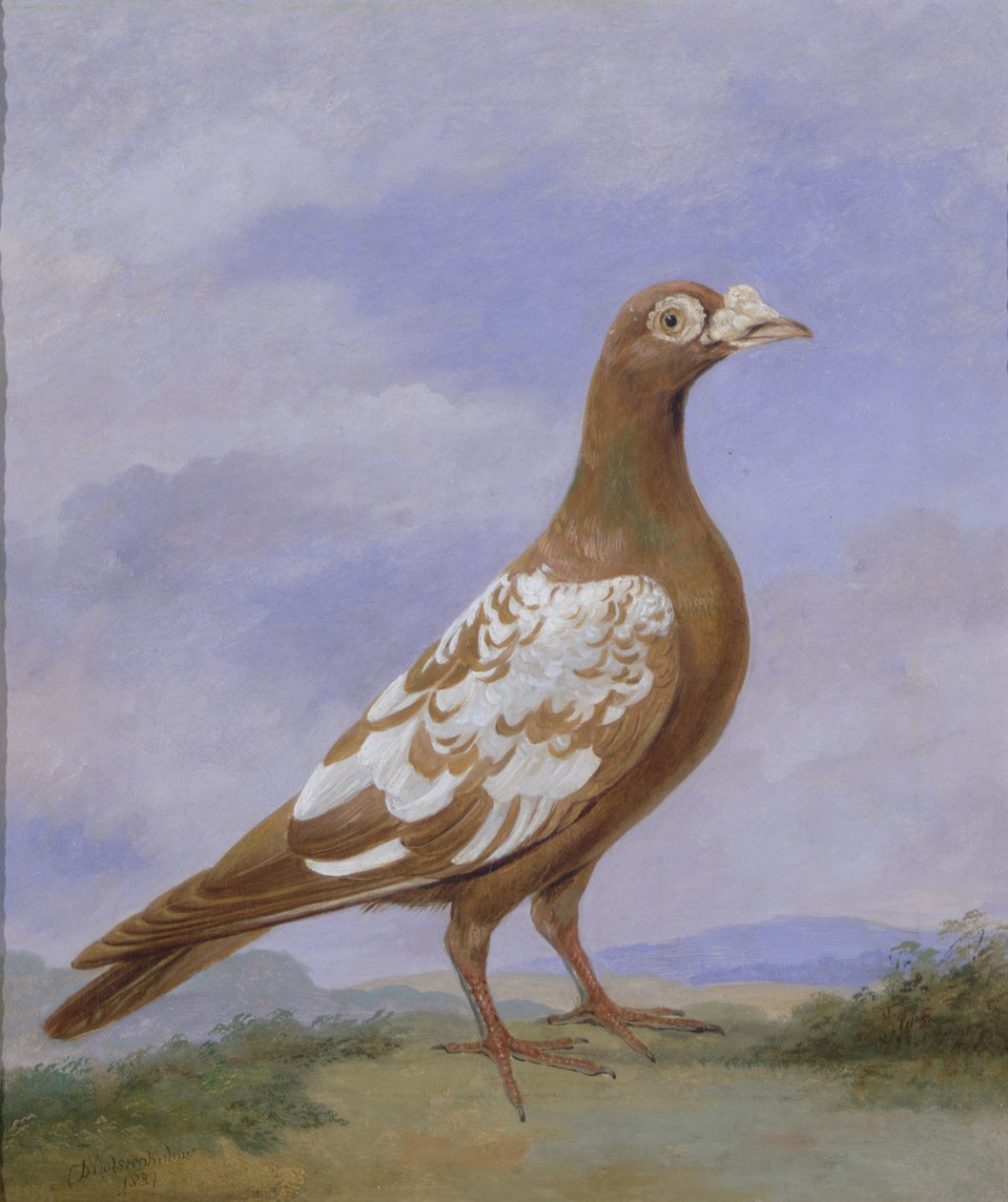 Kırmızı Alaca Güvercin by D. the Younger Wolstenholme