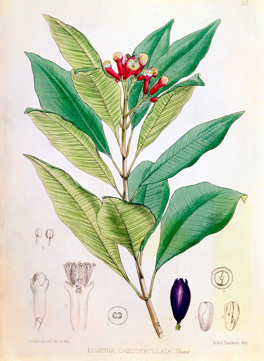 Karanfil, Syzygium aromaticum Eugenia carophyllata çiçek tomurcuğu by D Blair