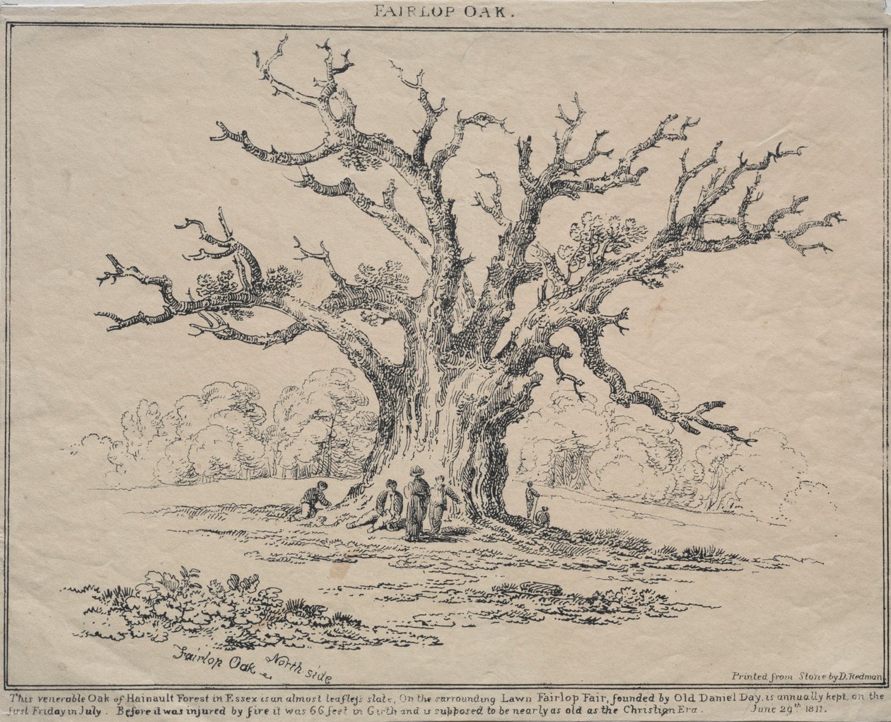 Fairlop Meşe, 1811. by D. H. Redman