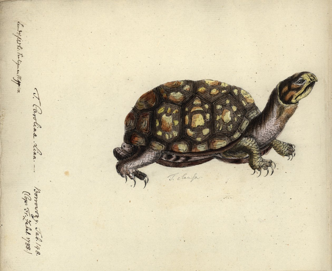 Terrapene carolina, Friedrich Zehelein tarafından, 
