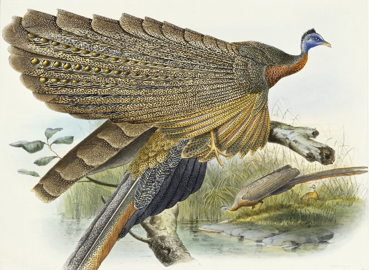 Phadianidae. Argusianus Grayli, 1870-1872 by Daniel Giraud Elliot