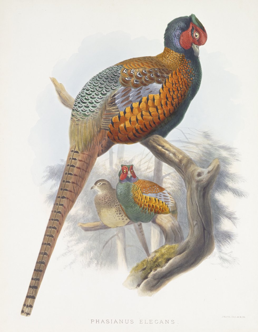 ಫಾಸಿಯಾನಸ್ ಎಲೆಗನ್ಸ್ (ಸೊಗಸಾದ ಫೆಸೆಂಟ್), 1870-1872ಟರ್ಕ್ by Daniel Giraud Elliot