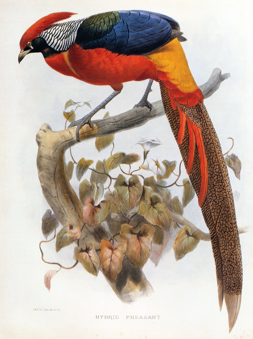 Hibrit sülün Chrysolophus pictus Chrysolophus amherstiae by Daniel Giraud Elliot