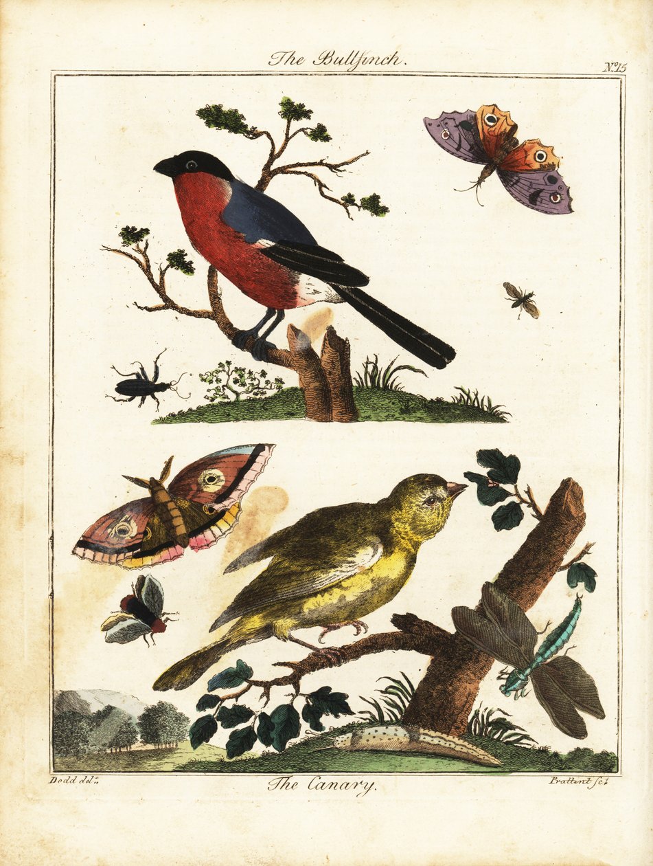 Şakrak kuşu, kanarya, kelebek, güve vb. 1792 (gravür) by Daniel (after) Dodd