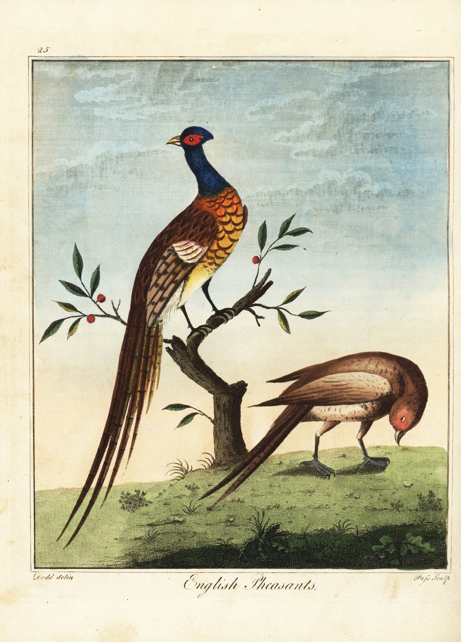 İngiliz sülünleri, erkek ve dişi. 1792 (gravür) by Daniel (after) Dodd