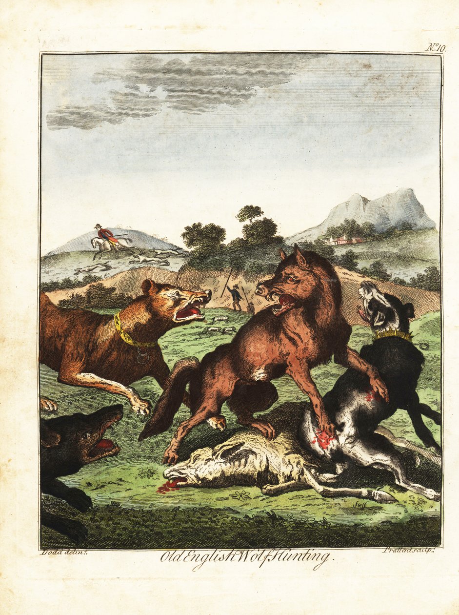 Eski İngiliz kurt avı. 1792 (gravür) by Daniel (after) Dodd