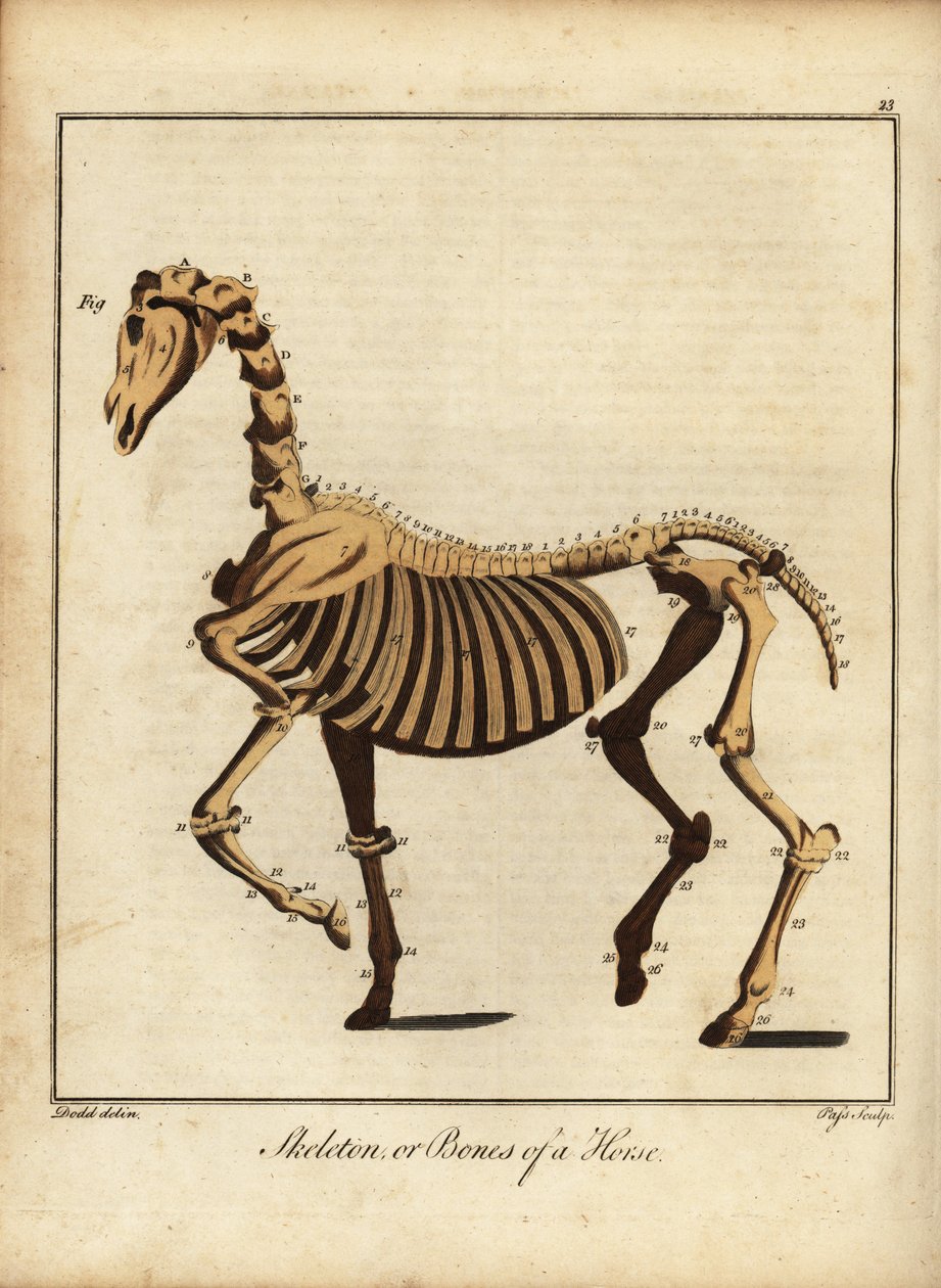 Bir atın iskeleti veya kemikleri. 1792 (gravür) by Daniel (after) Dodd