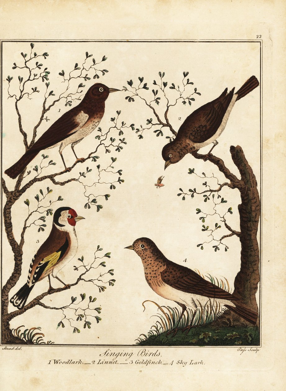 Ötücü kuşlar: toygar, kuş tüyü, saka kuşu, gök kuşu. 1792 (gravür) by Daniel (after) Dodd