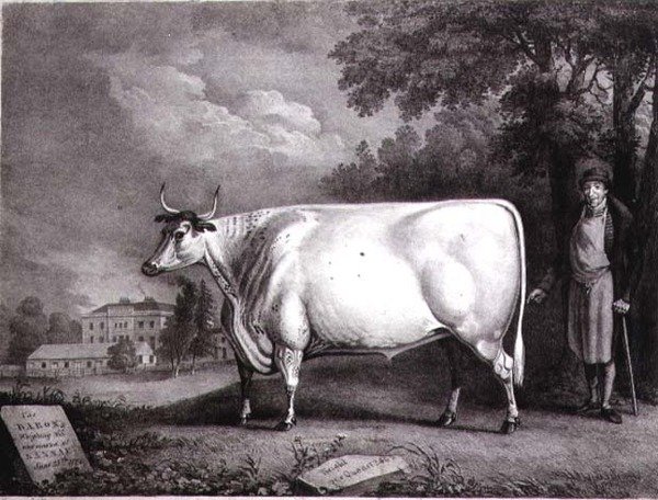Baron, Charles Joseph Hullamandel (1789-1850) 1824 tarafından kazınmış bir kısa boynuz ödül (Nannau Beyaz İnek) by Daniel Clowes