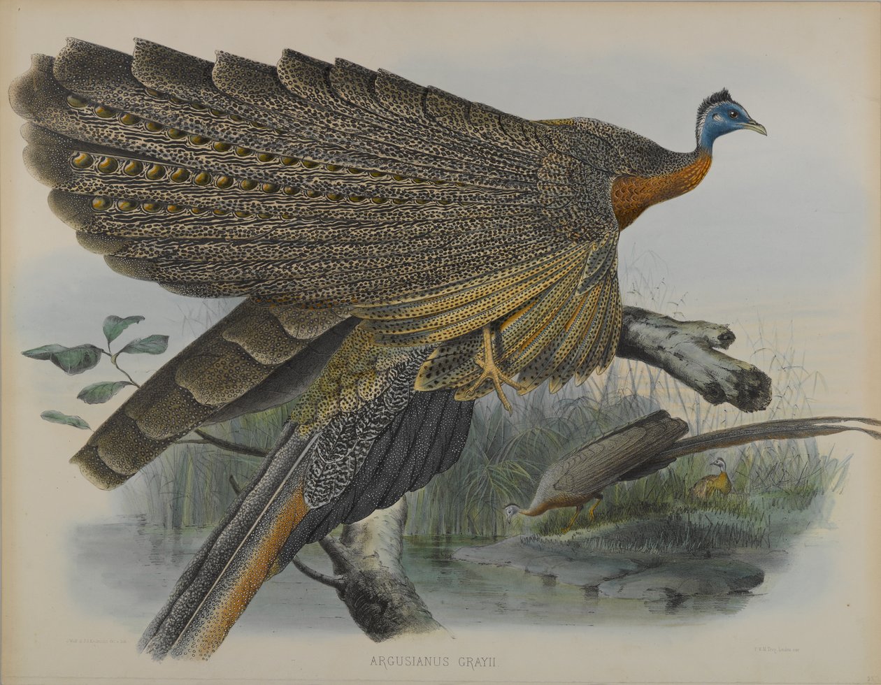 Argusianus Grayii (renkli taş) by Daniel Giraud and Gould John Elliott