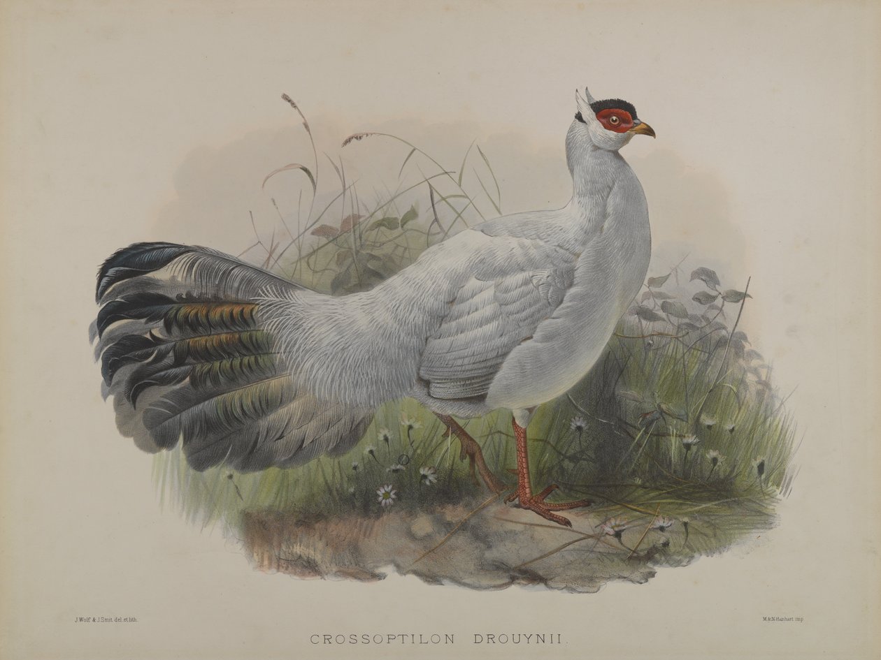 Crossoptilon Drouynii (renkli taş) by Daniel Giraud and Gould John Elliott