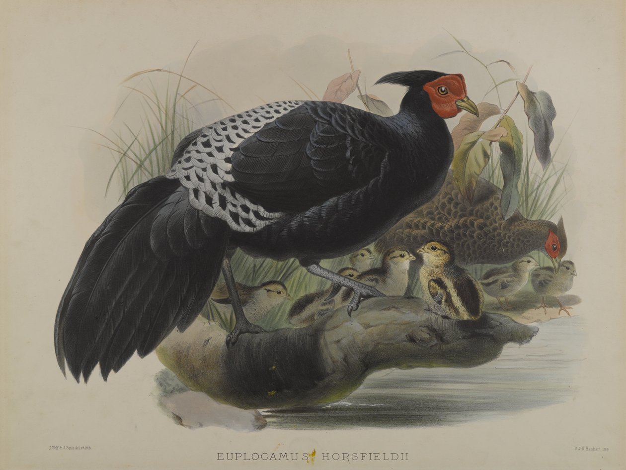 Euplocamus Horsfieldii (renkli taş) by Daniel Giraud and Gould John Elliott