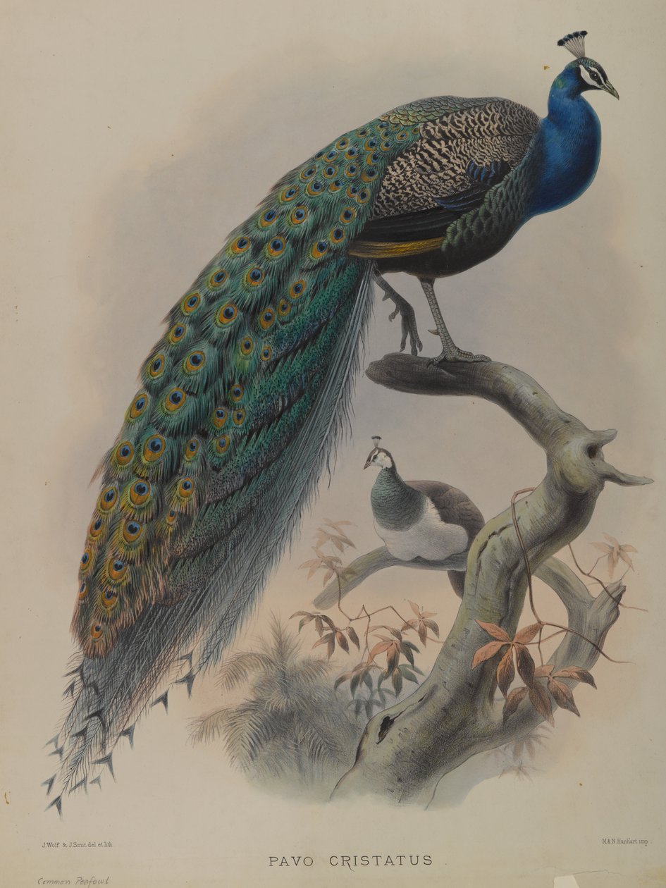 Pavo Cristatus- Ortak Tavuskuşu (renkli taş) by Daniel Giraud and Gould John Elliott