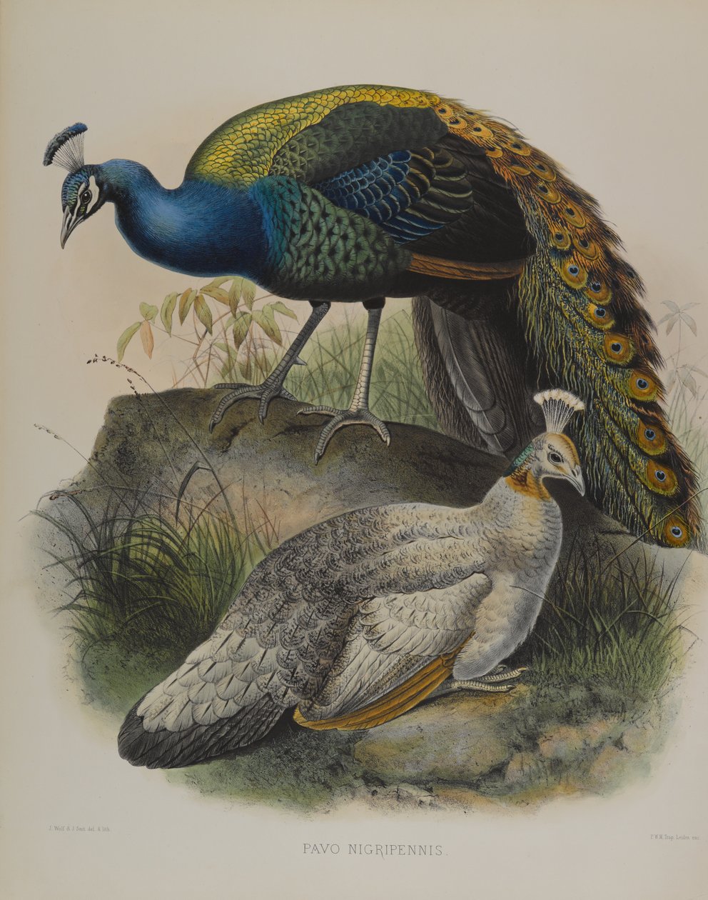 Pavo Nigripennis - Siyah Omuzlu Bezelye Tavuğu (renkli lito) by Daniel Giraud and Gould John Elliott