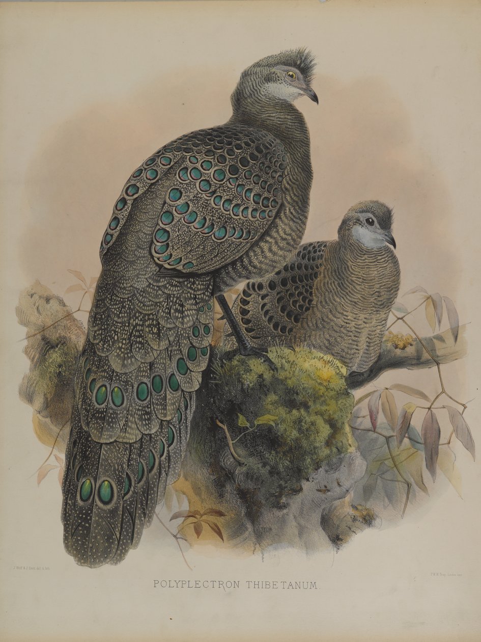 Poliplectron Tibetanum (renkli taş) by Daniel Giraud and Gould John Elliott