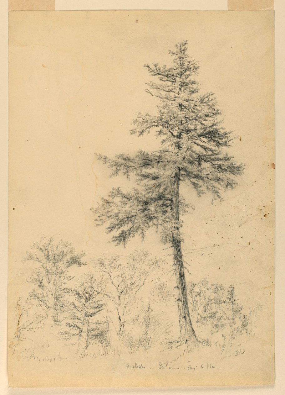 Hemlock, Gorham, New Hampshire