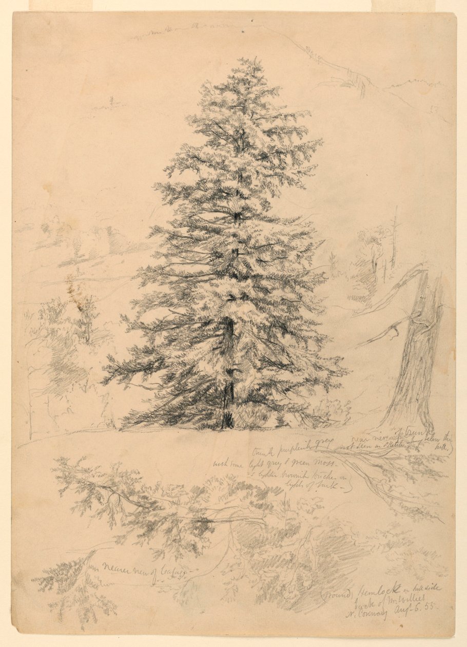 Bir Hemlock Çalışması, North Conway, New Hampshire by Daniel Huntington
