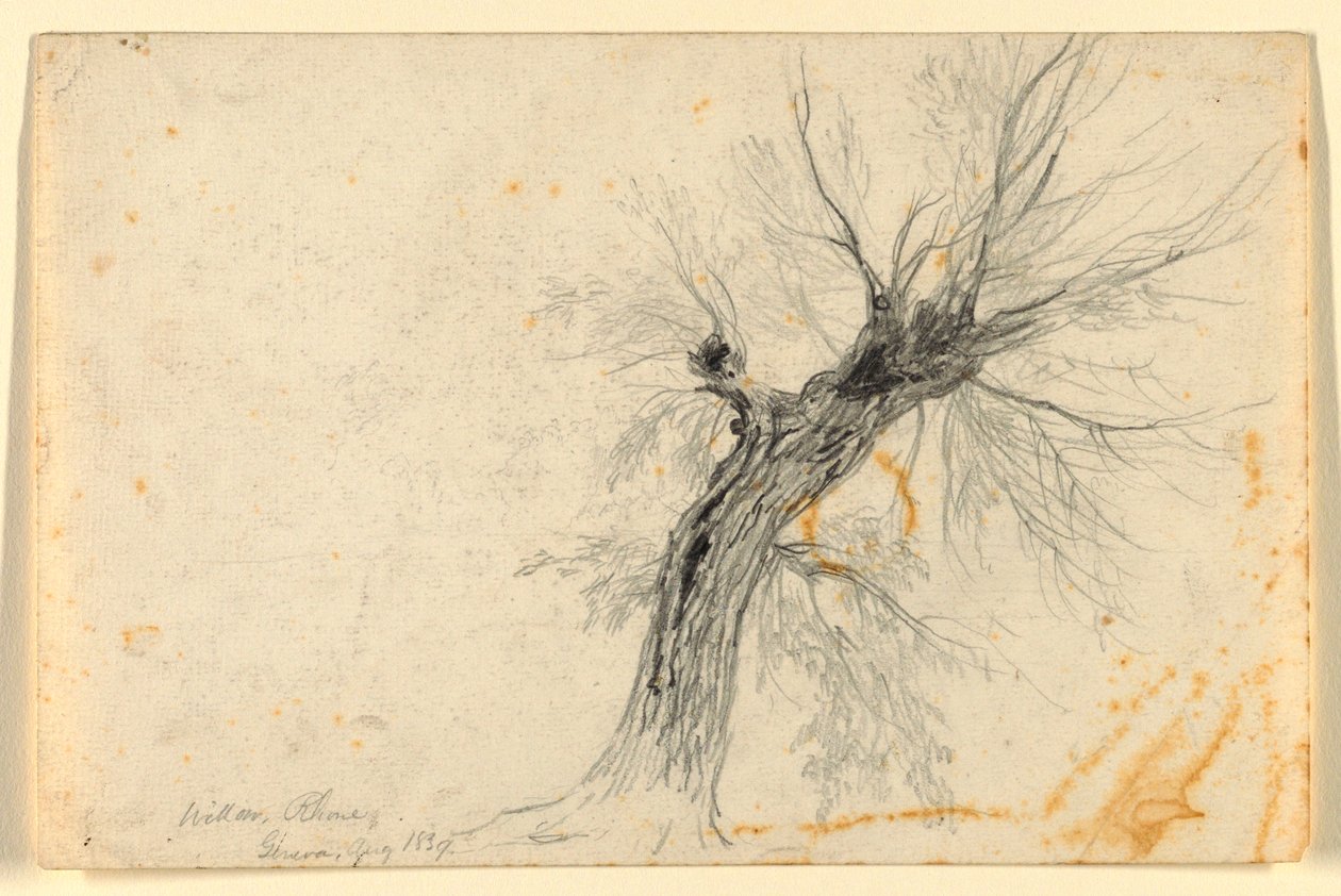 Willow on the Rhône, Cenevre, İsviçre by Daniel Huntington