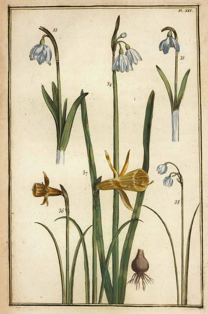 Yabani nergis, Narcissus pseudonarcissus ve kardelen, Galanthus nivalis by Daniel Rabel