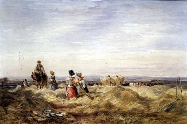 Hayfield