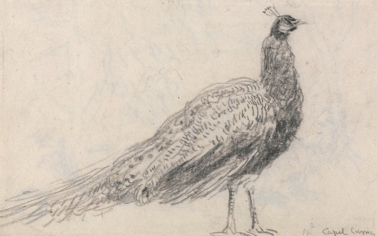 Capel Curig'de tavus kuşu by David Cox