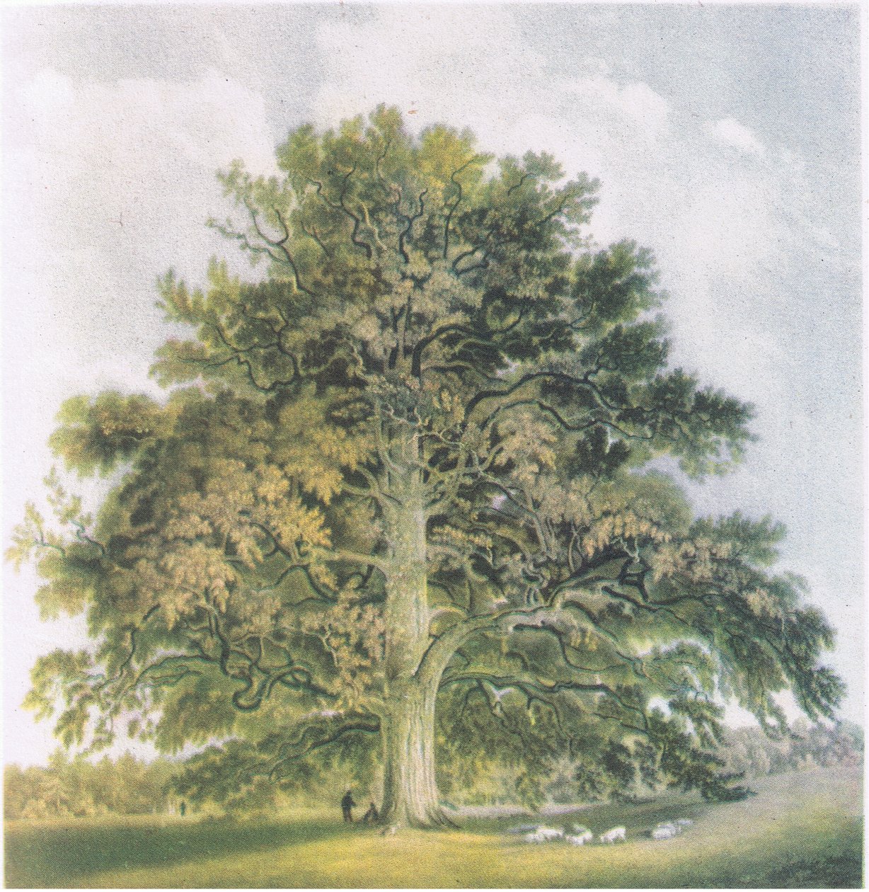 Pollard Willows, İngiltere'de Doğa, Collins tarafından yayınlandı, 1946 by David Cox