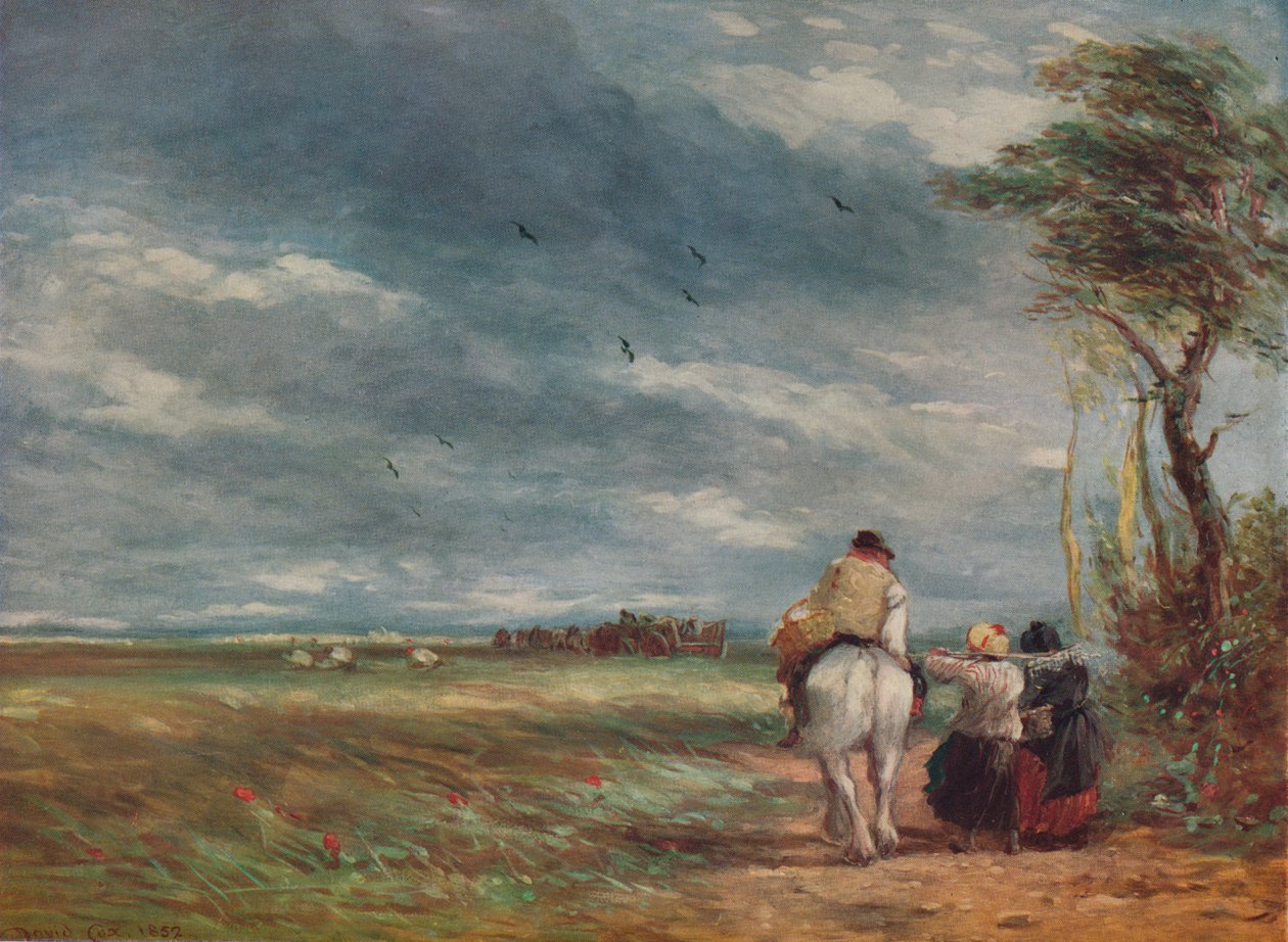 Hayfield