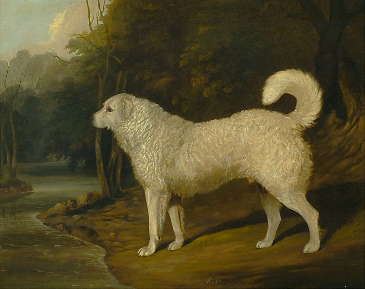 Bir Köpeğin Portresi, Ross by David Dalby of York