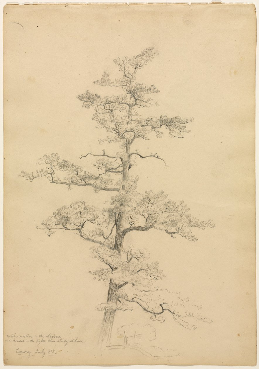 Çam Ağacı, Conway, New Hampshire recto, c. 1851. by David Johnson